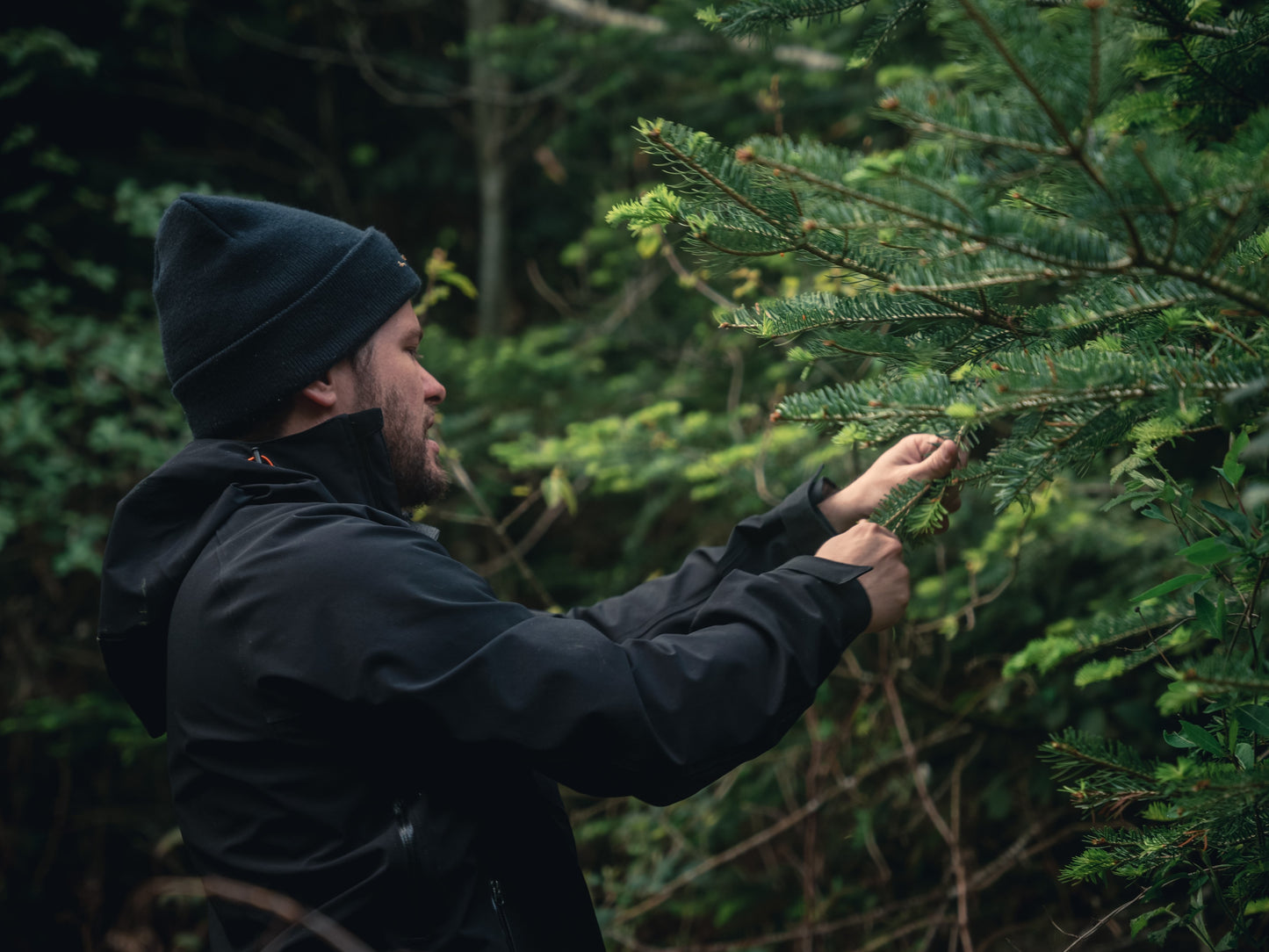 Sapinette 50 cl - Édition MAQUISARDS
