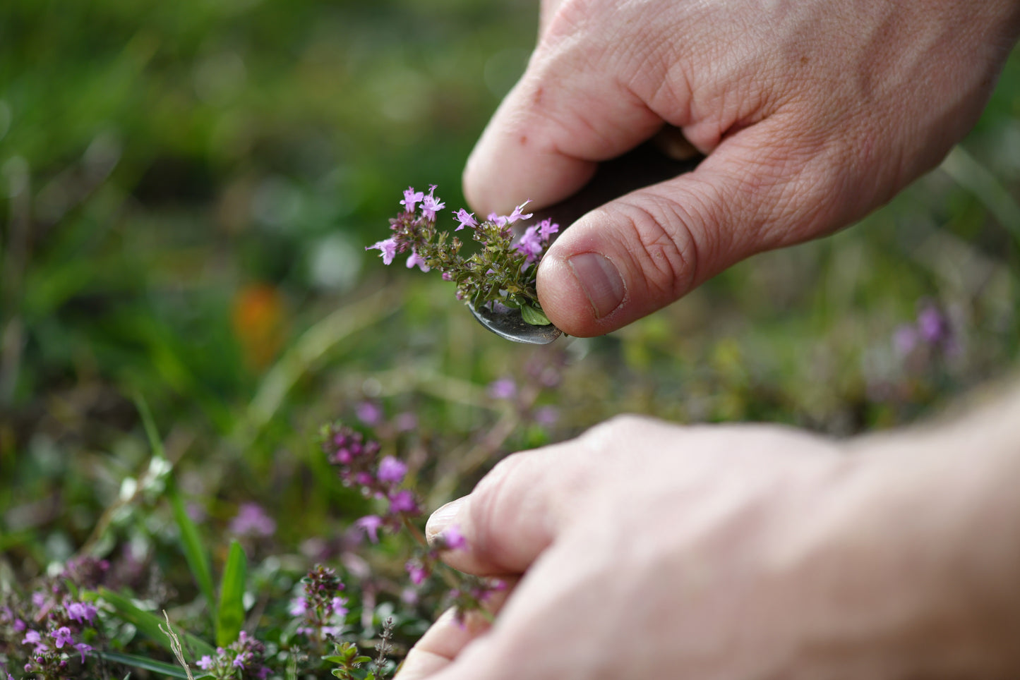 cueillette du serpolet