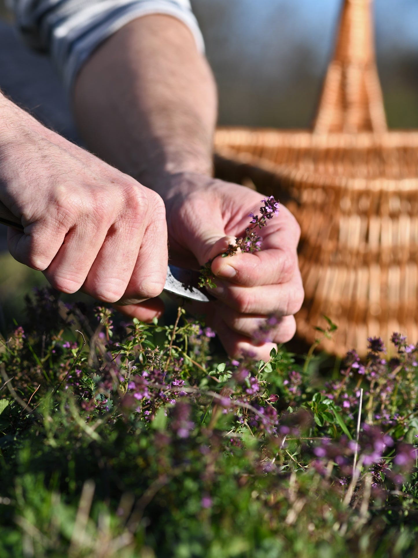 cueillette de serpolet à la main maison16