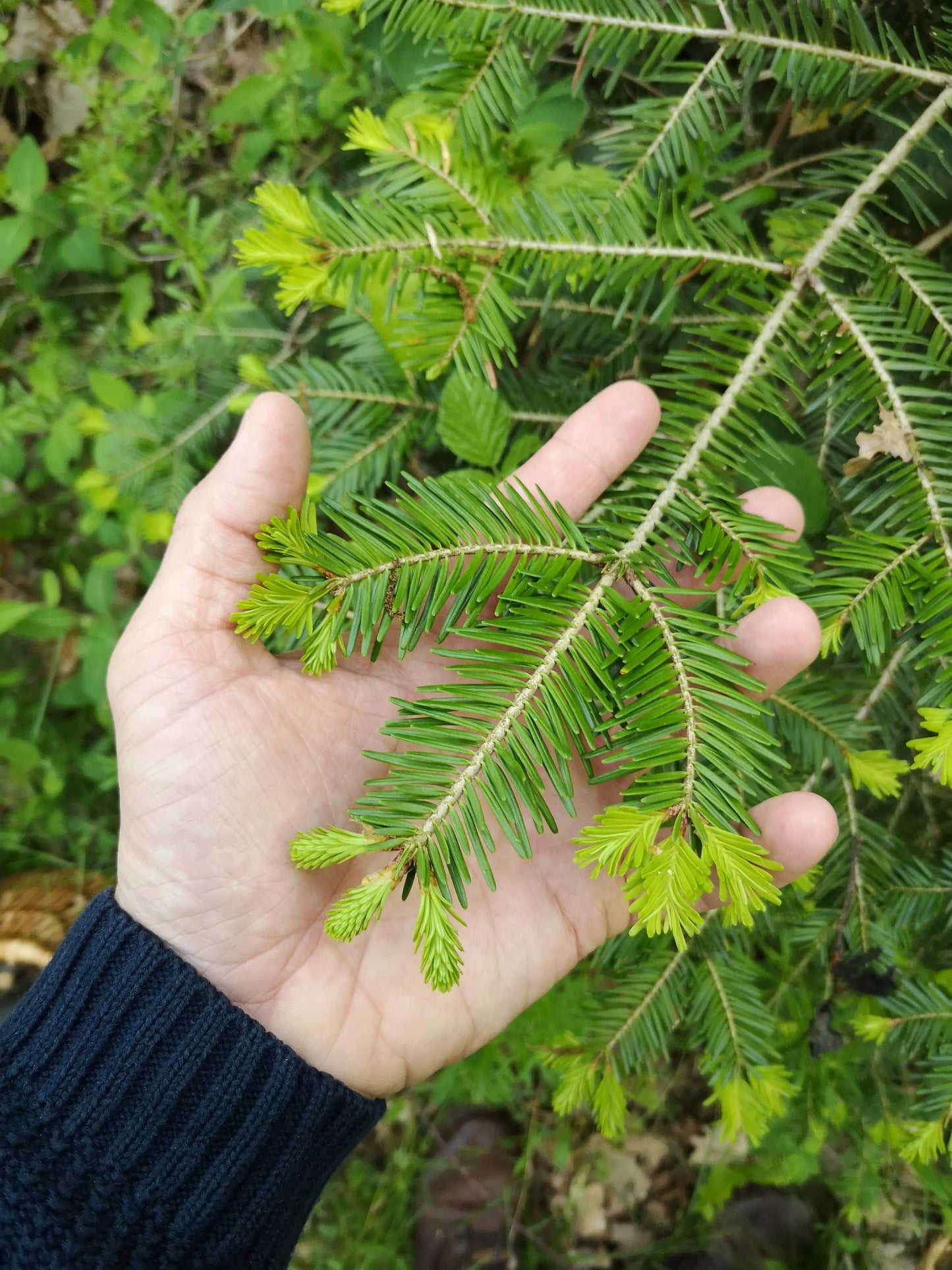 Liqueur Sapinette 20 cl MAISON 16