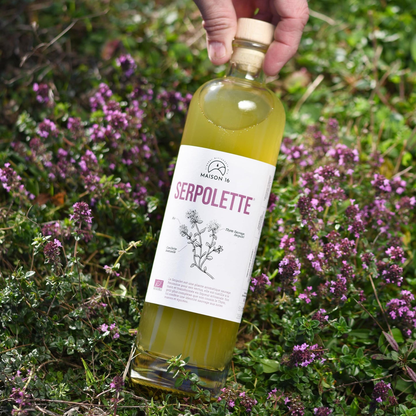 bouteille de serpolet 50cl 