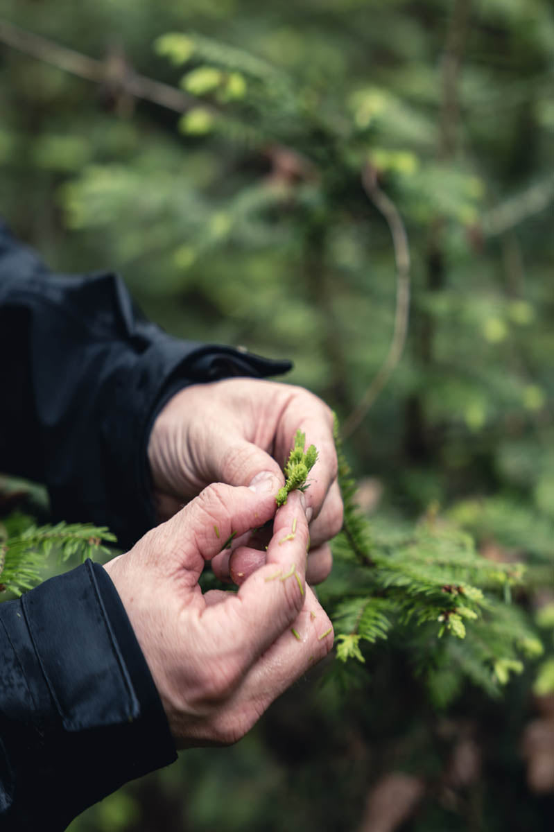 Mignonnette Sapinette 4cl